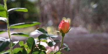 Anneler Günü Kutlaması: Sevgili Annelerimize!