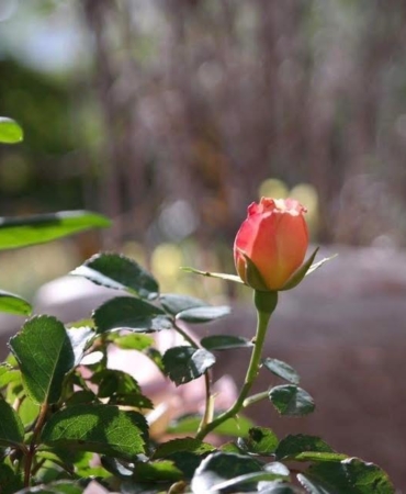 Anneler Günü Kutlaması: Sevgili Annelerimize!