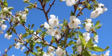 Beğiş Susuzu’nda Tarım Yeniden Canlanıyor!