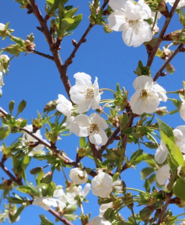 Beğiş Susuzu’nda Tarım Yeniden Canlanıyor!