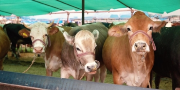 Antalya’da Kurbanlık Alanlarında Haşere Mücadelesi