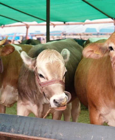Antalya’da Kurbanlık Alanlarında Haşere Mücadelesi