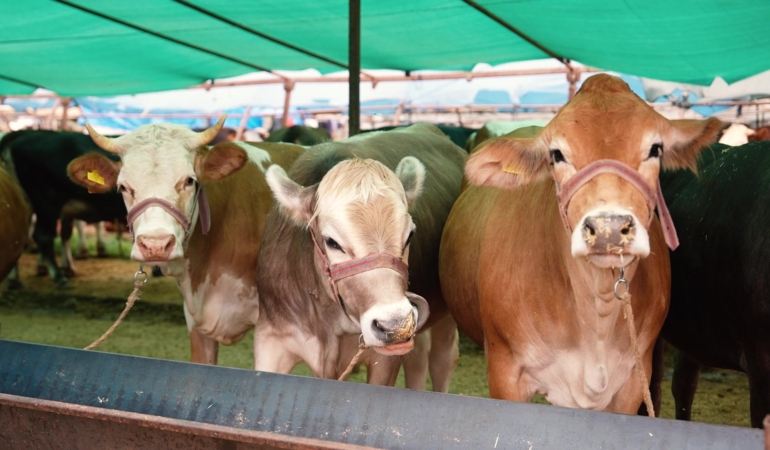 Antalya’da Kurbanlık Alanlarında Haşere Mücadelesi