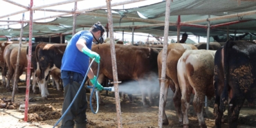 Kurbanlık Noktalarında Haşere İlaçlama Başladı!
