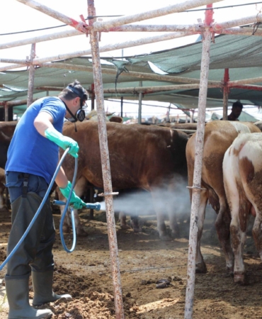 Kurbanlık Noktalarında Haşere İlaçlama Başladı!