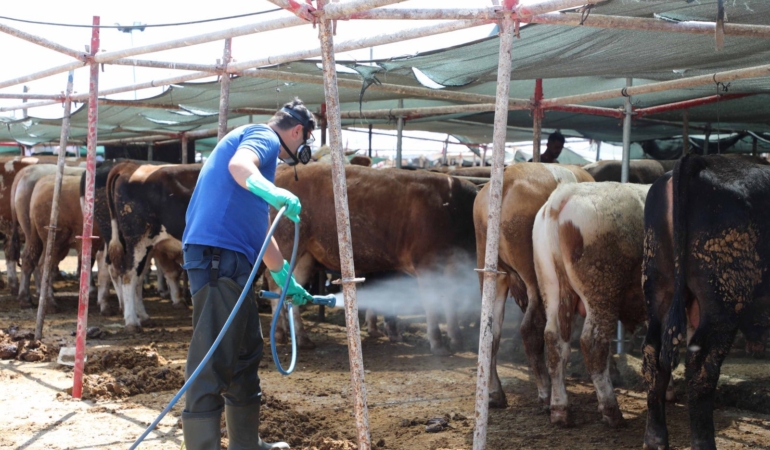 Kurbanlık Noktalarında Haşere İlaçlama Başladı!