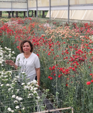 Fusarium’a Dayanıklı Yerli Karanfil Çeşitleri Geliştirildi