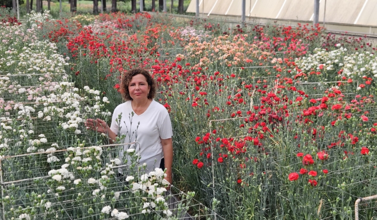 Fusarium’a Dayanıklı Yerli Karanfil Çeşitleri Geliştirildi