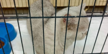 Kedinin Havalandırma Boşluğunda Kurtuluşu