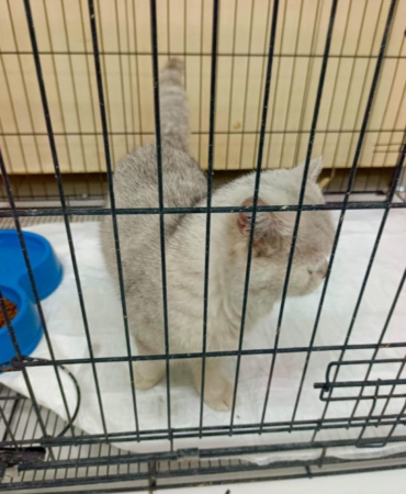 Kedinin Havalandırma Boşluğunda Kurtuluşu