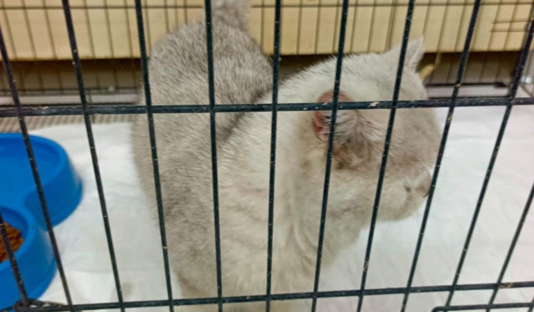 Kedinin Havalandırma Boşluğunda Kurtuluşu