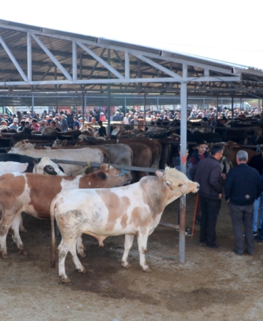Kurbanlık Pazarı Sandıklı’da Canlılık Kazandı!