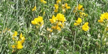 Endemik Eber Sarısı Çiçek Açtı, Koruma Altında!