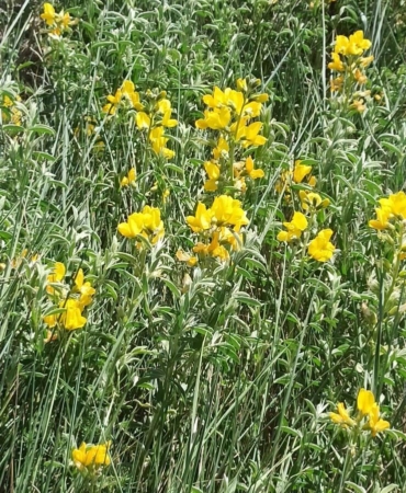 Endemik Eber Sarısı Çiçek Açtı, Koruma Altında!
