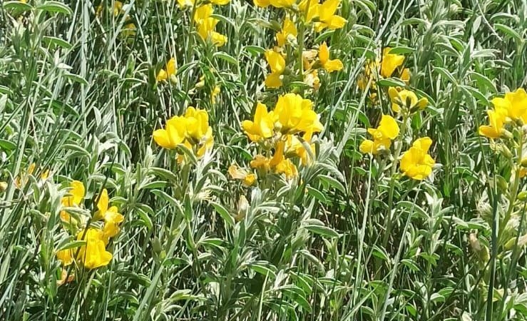 Endemik Eber Sarısı Çiçek Açtı, Koruma Altında!