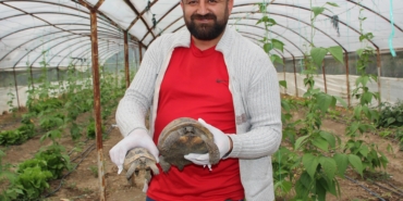Seraya Dadanan Kaplumbağalar Çiftçiyi Çileden Çıkardı!