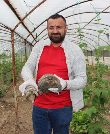 Seraya Dadanan Kaplumbağalar Çiftçiyi Çileden Çıkardı!