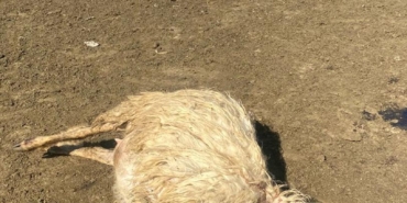 Kurt Saldırısı: 12 Koyun Hayatını Kaybetti!