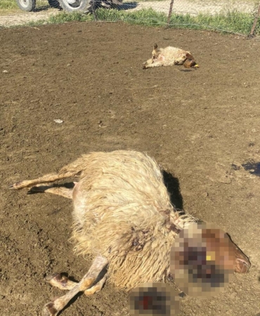 Kurt Saldırısı: 12 Koyun Hayatını Kaybetti!