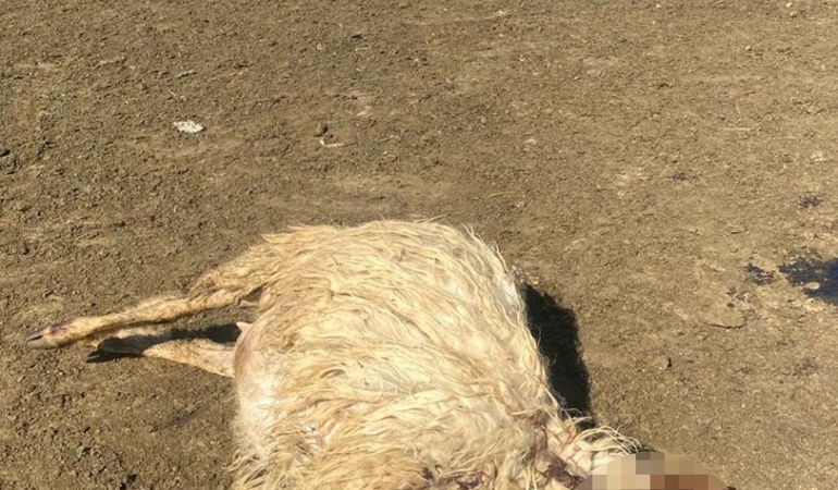 Kurt Saldırısı: 12 Koyun Hayatını Kaybetti!