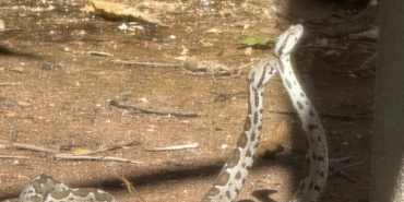 Finike’de Yılanların Çiftleşme Dansı Görüntülendi