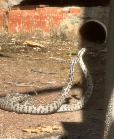 Finike’de Yılanların Çiftleşme Dansı Görüntülendi