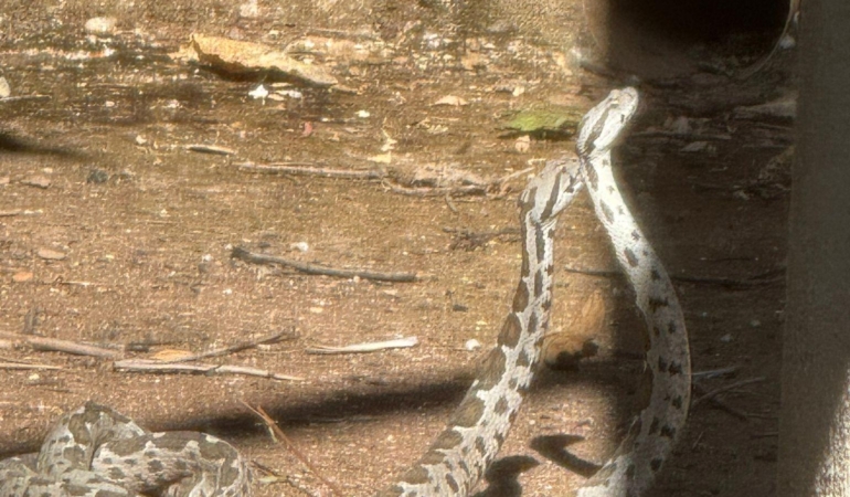 Finike’de Yılanların Çiftleşme Dansı Görüntülendi