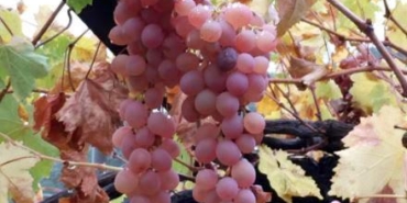 Kaş Margaz Üzümü’ne Coğrafi İşaret Tescili!