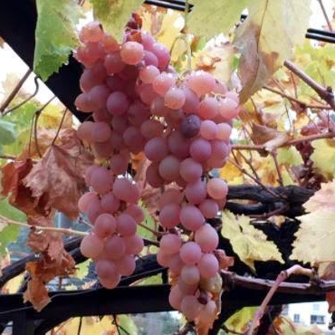 Kaş Margaz Üzümü’ne Coğrafi İşaret Tescili!