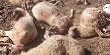 Kurt Ağıla Girdi: 16 Koyun Telef Oldu!