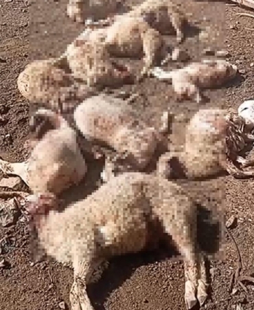 Kurt Ağıla Girdi: 16 Koyun Telef Oldu!