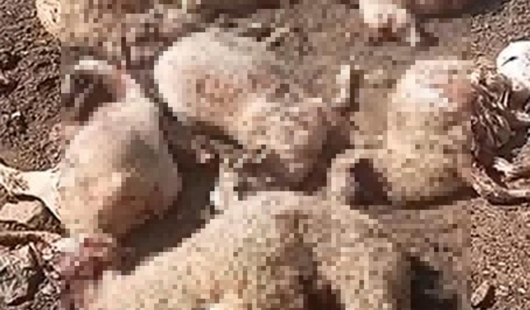 Kurt Ağıla Girdi: 16 Koyun Telef Oldu!