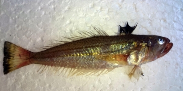 Zehirli Trakonya Balığına Dikkat! Hastanelik Olabilirsiniz!