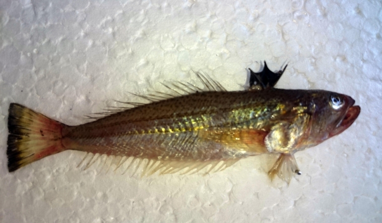 Zehirli Trakonya Balığına Dikkat! Hastanelik Olabilirsiniz!