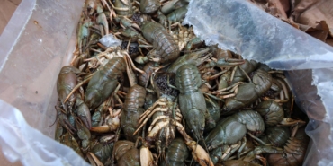 Antalya’da Otobüs Terminalinde Yasa Dışı Deniz Ürünleri