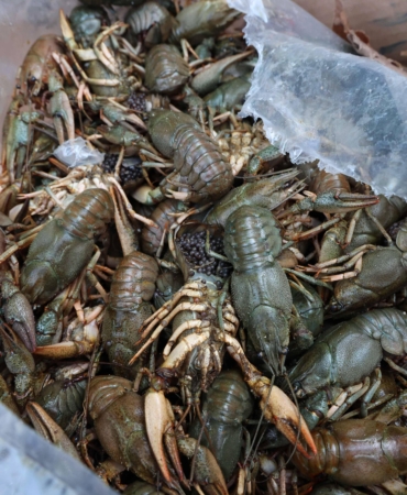 Antalya’da Otobüs Terminalinde Yasa Dışı Deniz Ürünleri