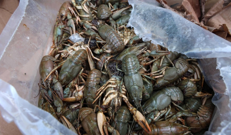 Antalya’da Otobüs Terminalinde Yasa Dışı Deniz Ürünleri