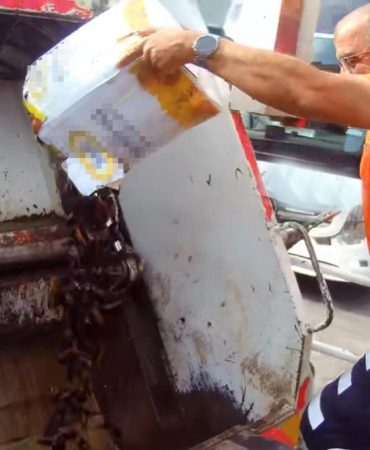 Alanya’da 50 Kilo Midye İmha Edildi!