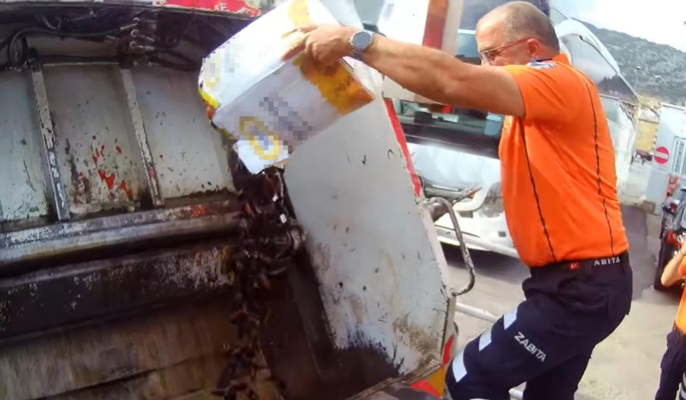 Alanya’da 50 Kilo Midye İmha Edildi!