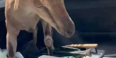 Bitkin Dağ Keçisini Kurtarıp Doğaya Saldılar