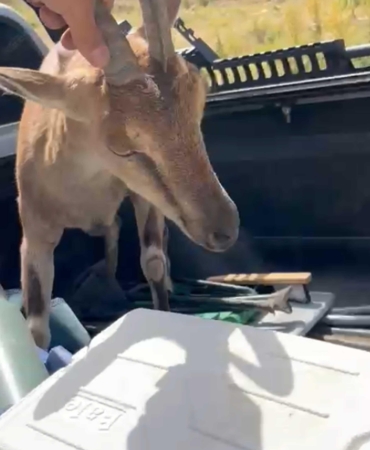 Bitkin Dağ Keçisini Kurtarıp Doğaya Saldılar