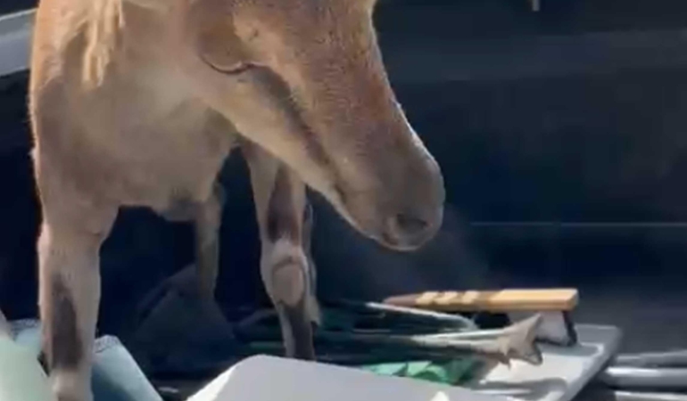 Bitkin Dağ Keçisini Kurtarıp Doğaya Saldılar