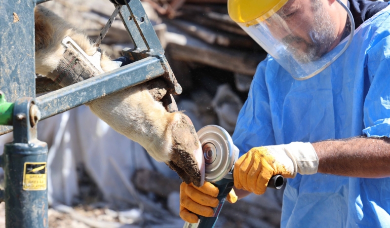 Kırsalda Hayvancılığa Güçlü Destek Paketleri! 🌾🐄