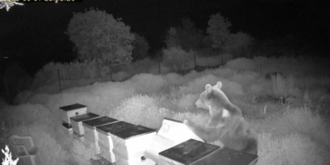 Gazipaşa’da Ayı, Arı Kovanlarını Parçaladı!