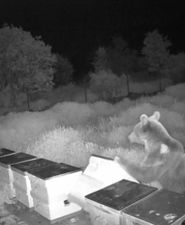 Gazipaşa’da Ayı, Arı Kovanlarını Parçaladı!