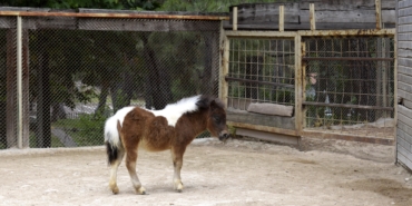 Bayramda Doğan Midilli ‘Şeker’ Ziyaretçilerini Bekliyor