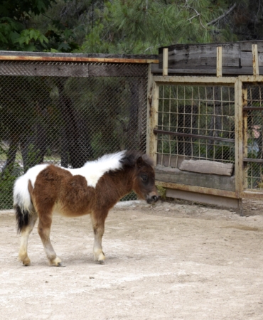 Bayramda Doğan Midilli ‘Şeker’ Ziyaretçilerini Bekliyor