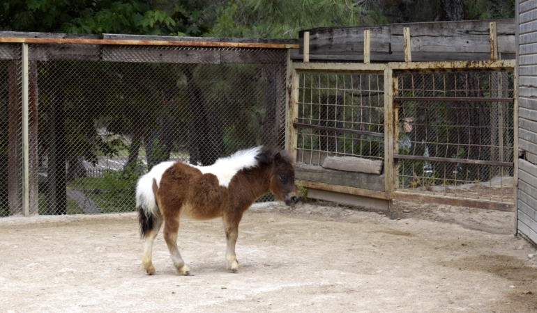 Bayramda Doğan Midilli ‘Şeker’ Ziyaretçilerini Bekliyor