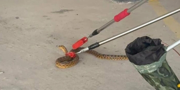 Burdur’da Otoparka Giren Yılan Doğaya Salındı