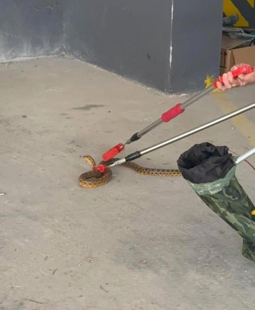 Burdur’da Otoparka Giren Yılan Doğaya Salındı